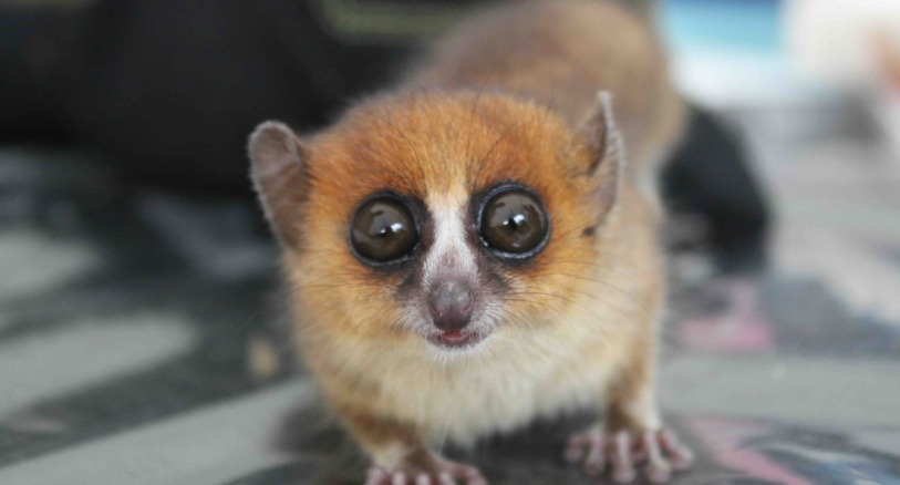 Brown mouse lemur portrait