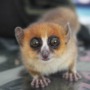 Meet the mouse lemurs