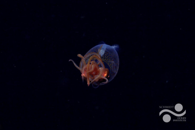 A baby colossal squid.