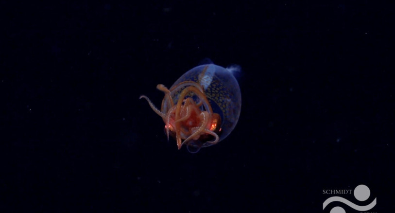 A baby colossal squid.