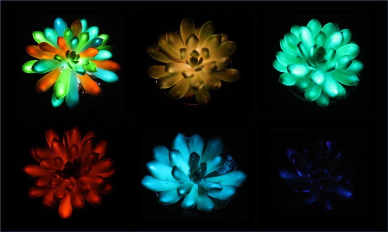 Researchers have engineered glow-in-the-dark succulents.
