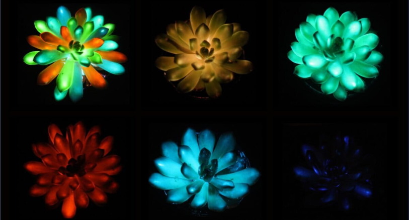Researchers have engineered glow-in-the-dark succulents.