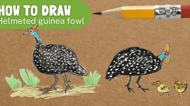 How to draw a helmeted guinea fowl