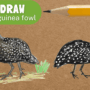 How to draw a helmeted guinea fowl