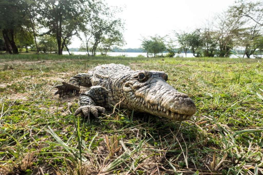 Kamilo Melo designed a robot shaped like a crocodile for a nature documentary series that captured animal interactions in real life.