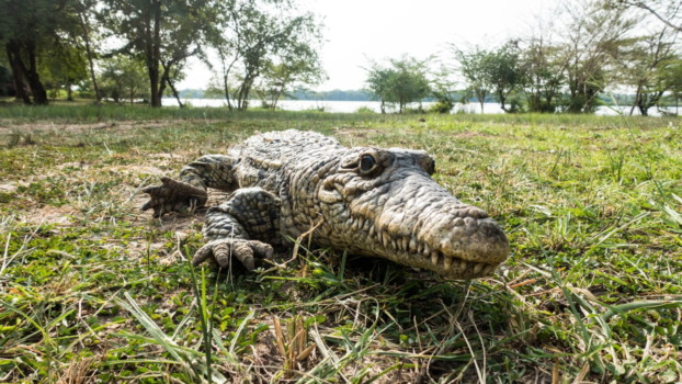 Kamilo Melo designed a robot shaped like a crocodile for a nature documentary series that captured animal interactions in real life.