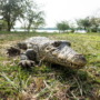 What are biorobots, and is this croc for real?