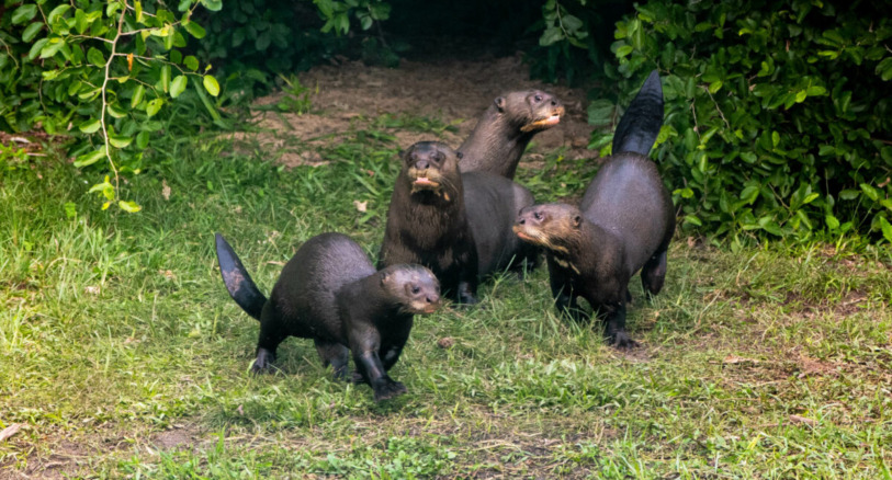 The giant otter Coco and her pups.