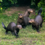 Giant otters return to Argentina