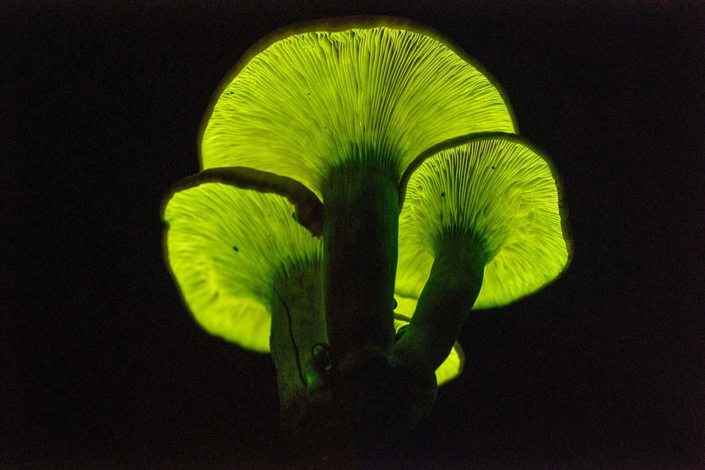 Glowing mushrooms