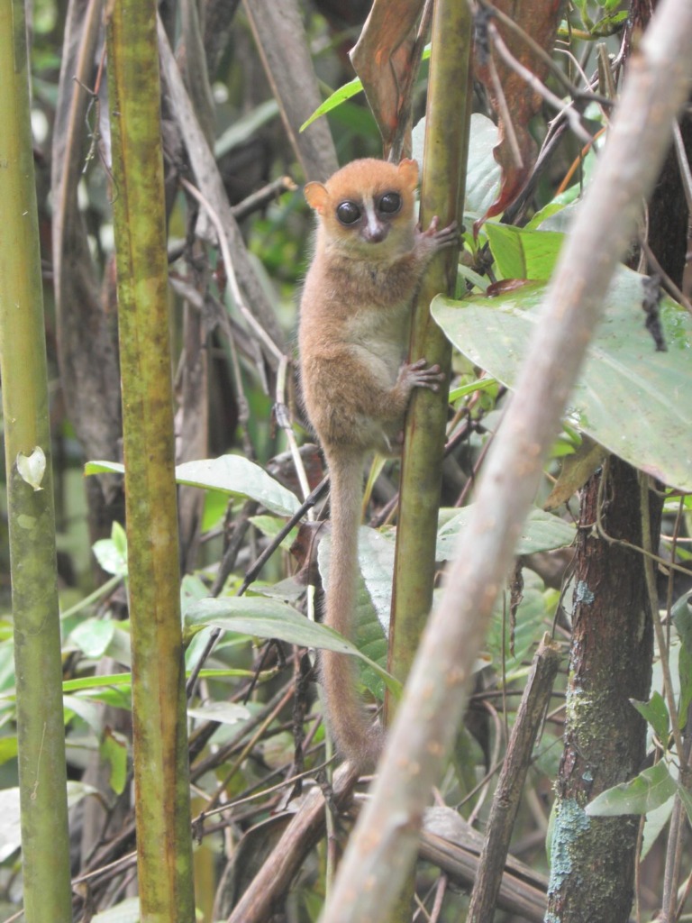 A mouse lemur