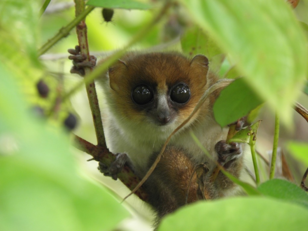 A Jonah’s mouse lemur lemur.