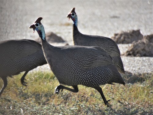 Guinea fowl on the run