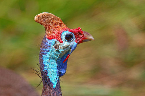 Close up of a helmeted guinea fowl head