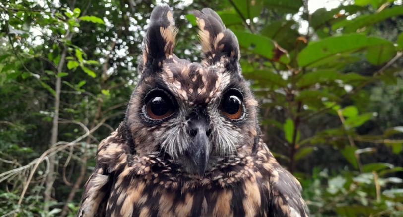 Madagascar owl