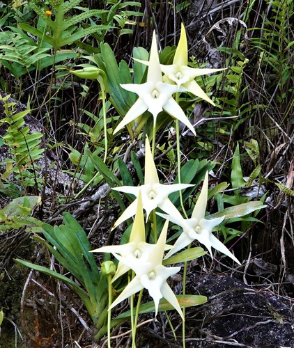 Darwin's star orchids.