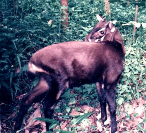 A saola.
