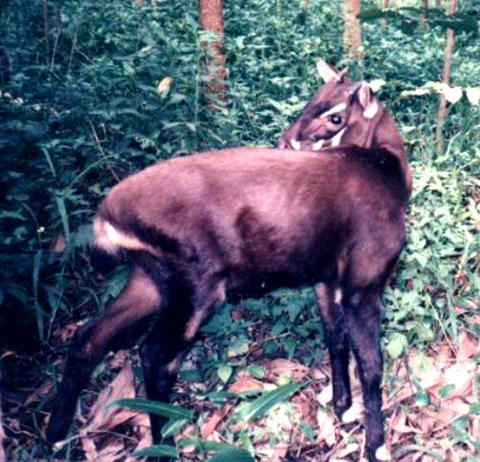 A saola. 
