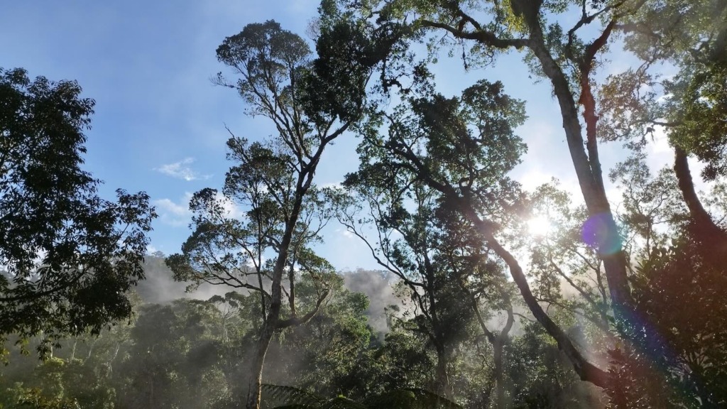 Ranomafana rainforest after a thunderstorm