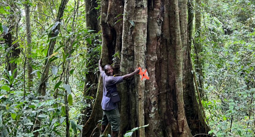 Bole of a very large individual of Tessmannia princeps, showing the numerous buttresses.