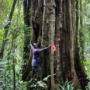 Ancient mystery trees turn out to be a new species in Tanzania
