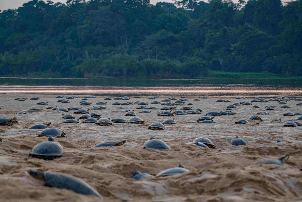 Giant South American river turtles nesting on a sandbank in the Amazon’s Guaporé River.