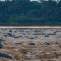See the world’s largest turtle nesting site
