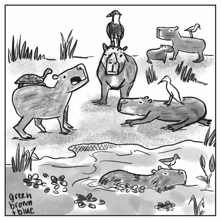 A cartoon showing a group of capybaras with animals on their backs