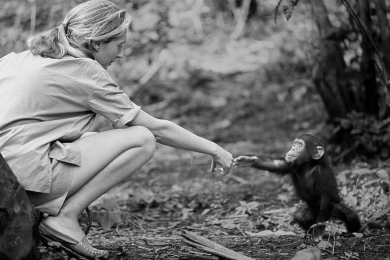 Jane Goodall at Gombe with a young chimpanzee.