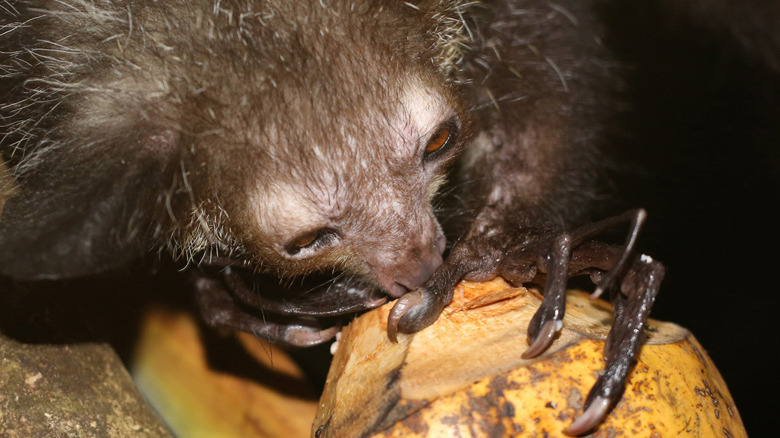 An aye-aye eating a coconut