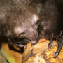 Why are some lemurs nocturnal?