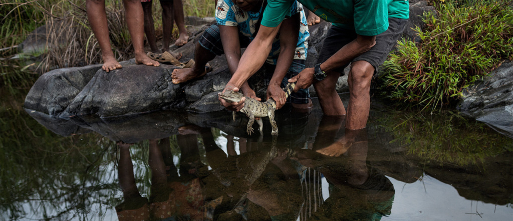 The local community of Dunoy is releasing a juvenile specimen in a small creek adjacent to the Disulap River. 