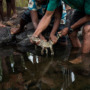 Hope for the world’s rarest crocodile