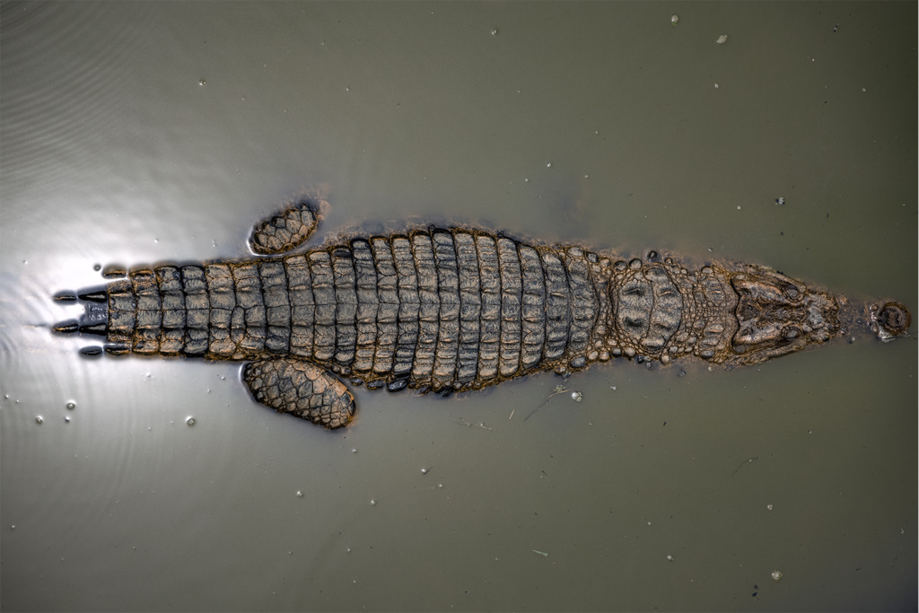Philippine crocodile