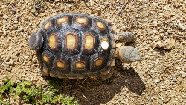 A Mojave Desert tortoise with an iButton attached to it.