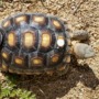 Tech for tortoises