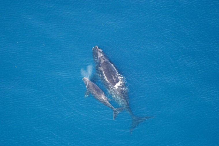 North Atlantic right whales