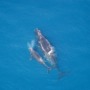 Scientists count whales by listening to their calls