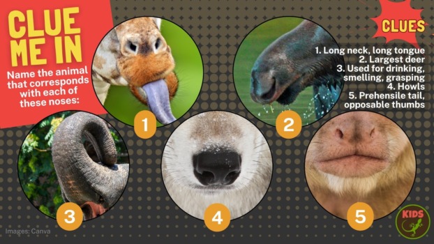 Clue me in: nose mystery puzzle