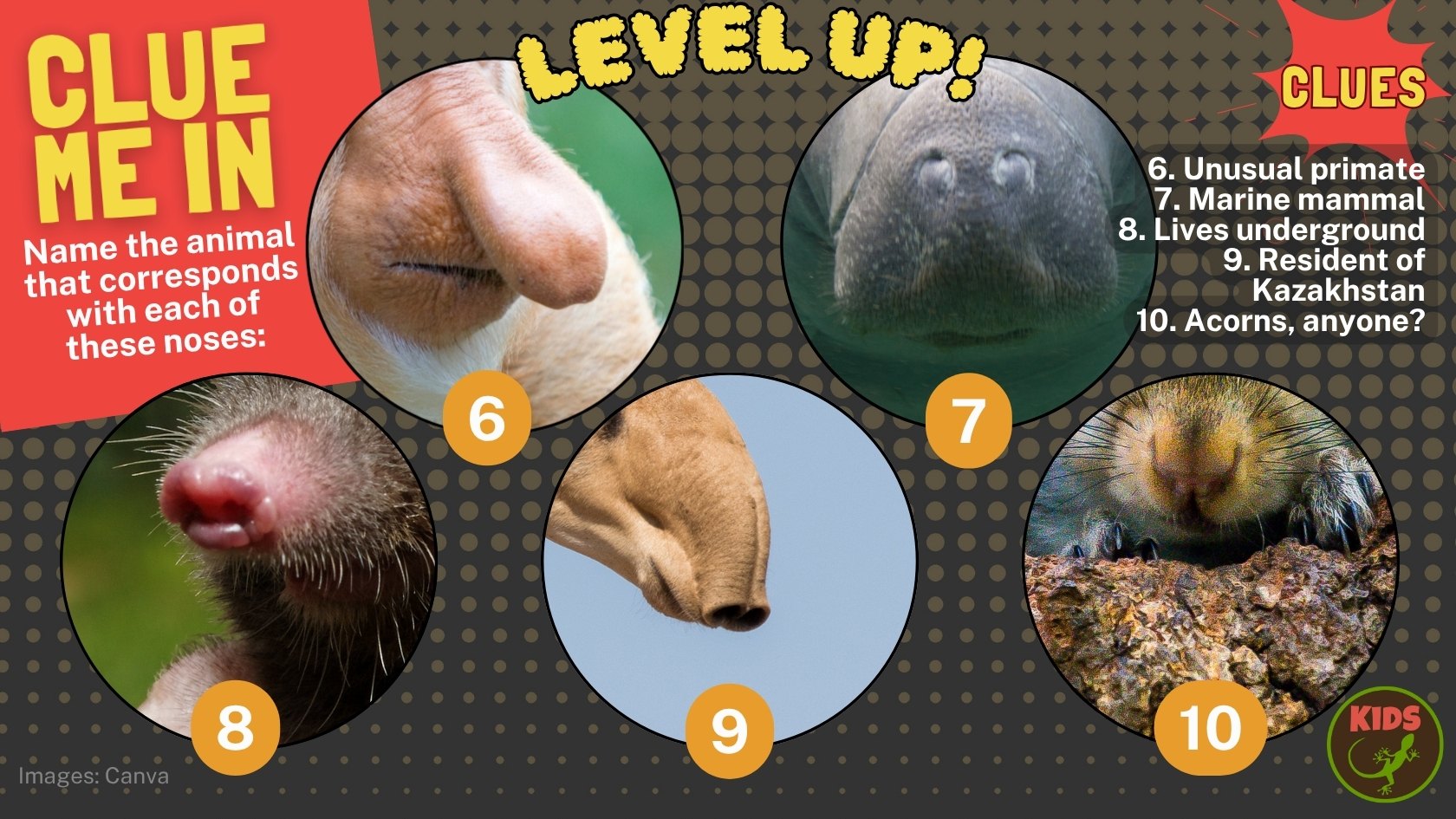 Clue me in: nose mystery puzzle