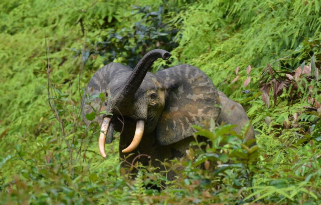 Critically endangered African forest elephants act as seed dispersers in the rainforest, taking the seeds far, far away from the mother plants
