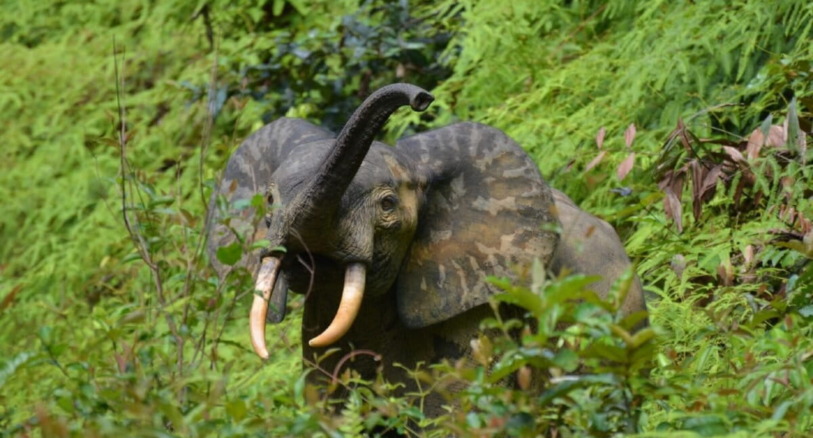 Critically endangered African forest elephants act as seed dispersers in the rainforest, taking the seeds far, far away from the mother plants