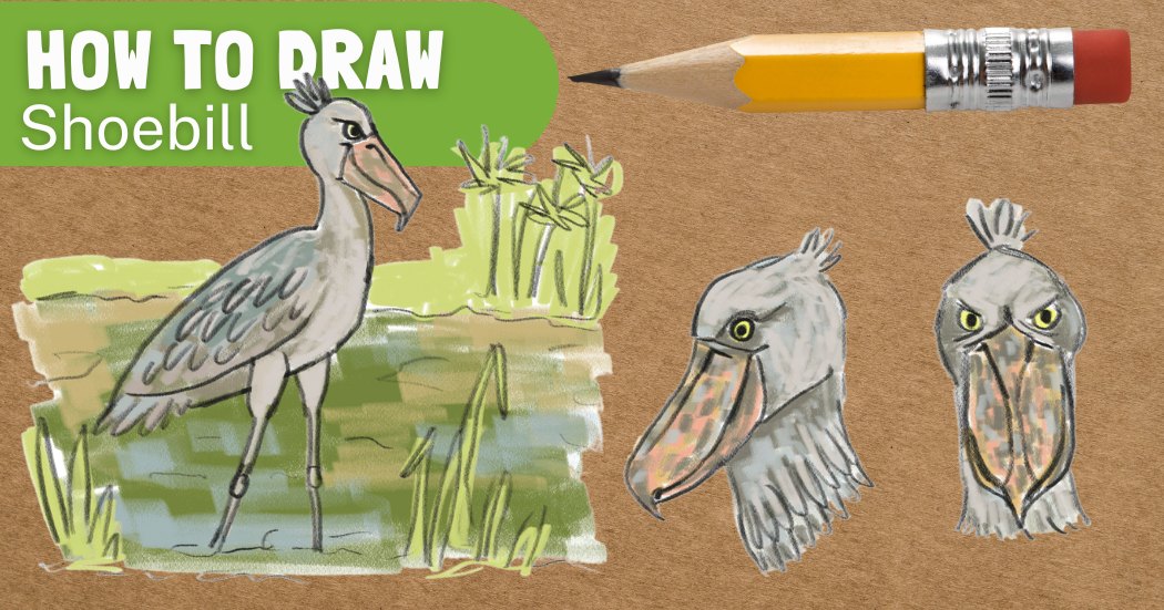 How to draw a shoebill