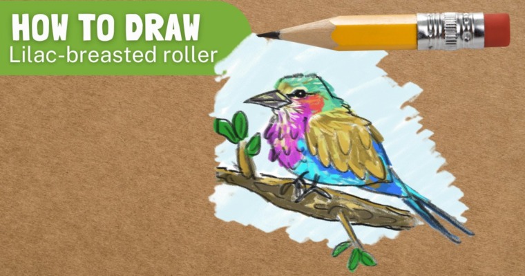 How to draw a lilac-breasted roller