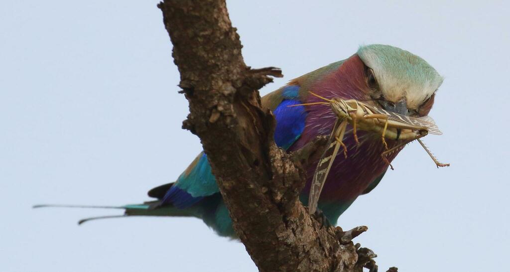 Lilac-breasted roller bird eating an insect