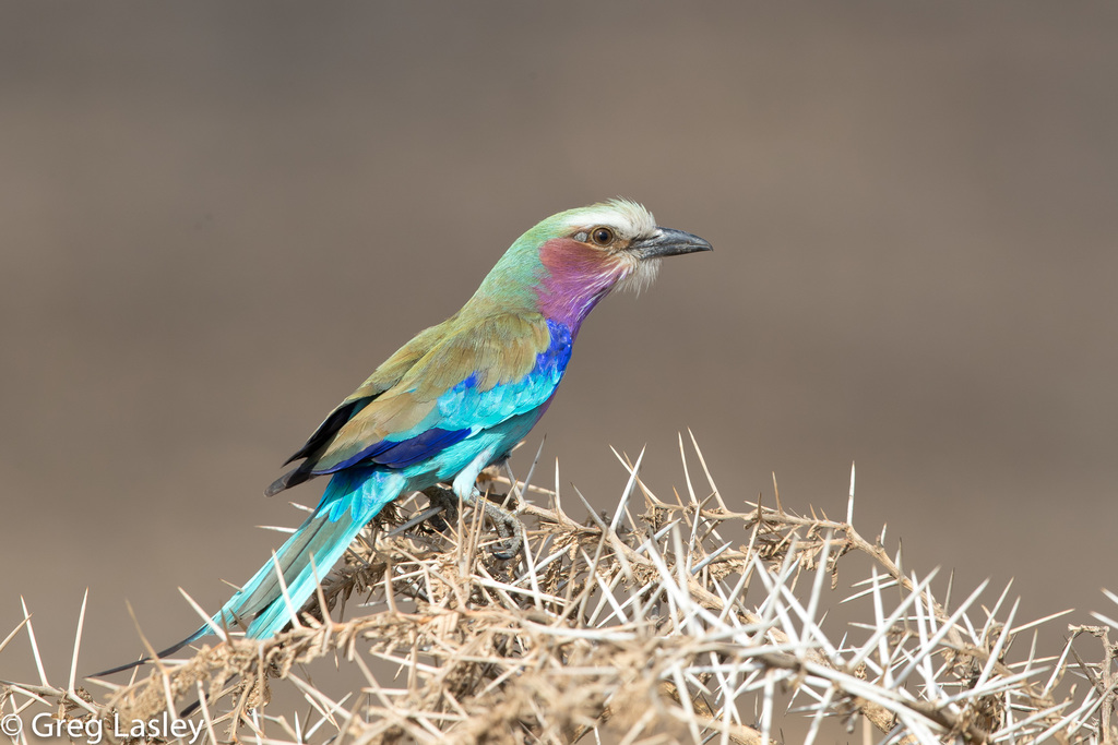 Lilac-breasted roller bird