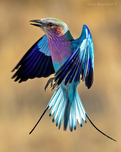 Lilac-breasted roller bird