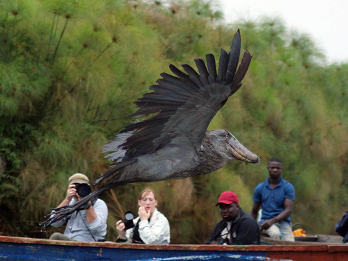 A shoebill in flight, with eco-tourists watching on