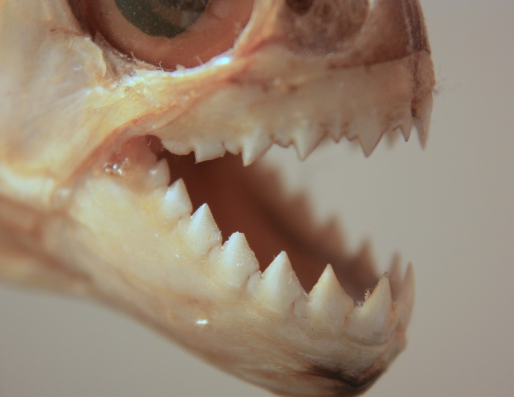 Piranha jaws.