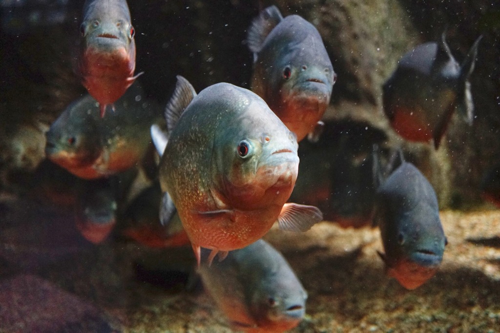 piranhas
